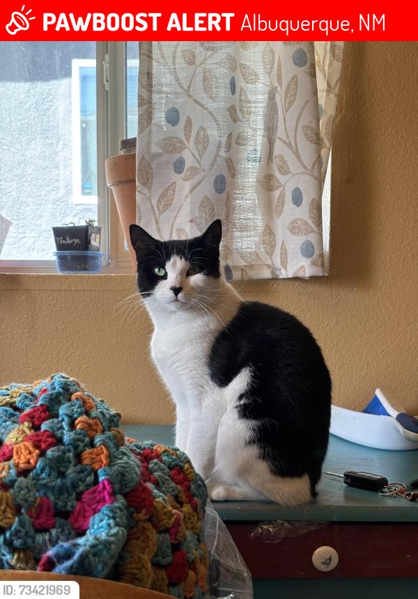 Lost Female Cat last seen Sage & 86th or 98th & Sage, Albuquerque, NM 87121