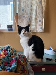Lost Female Cat last seen Sage & 86th or 98th & Sage, Albuquerque, NM 87121