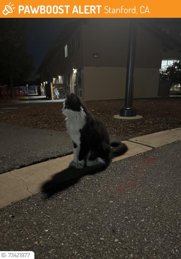 Found/Stray Unknown Cat last seen Around Kennedy community, Stanford, CA 94305