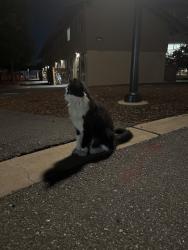 Found/Stray Unknown Cat last seen Around Kennedy community, Stanford, CA 94305
