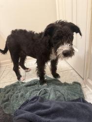 Found/Stray Female Dog last seen Near fast mart, Fayetteville, NC 28304