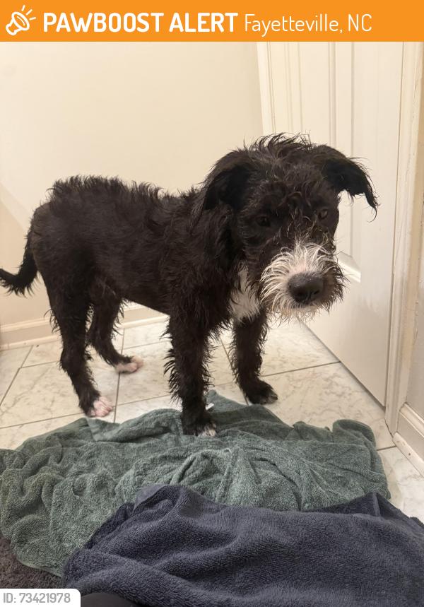 Found/Stray Female Dog last seen Near fast mart, Fayetteville, NC 28304