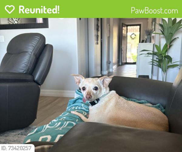 Reunited Female Dog last seen Sun city groomer 99th ave and greenway, Sun City, AZ 85351