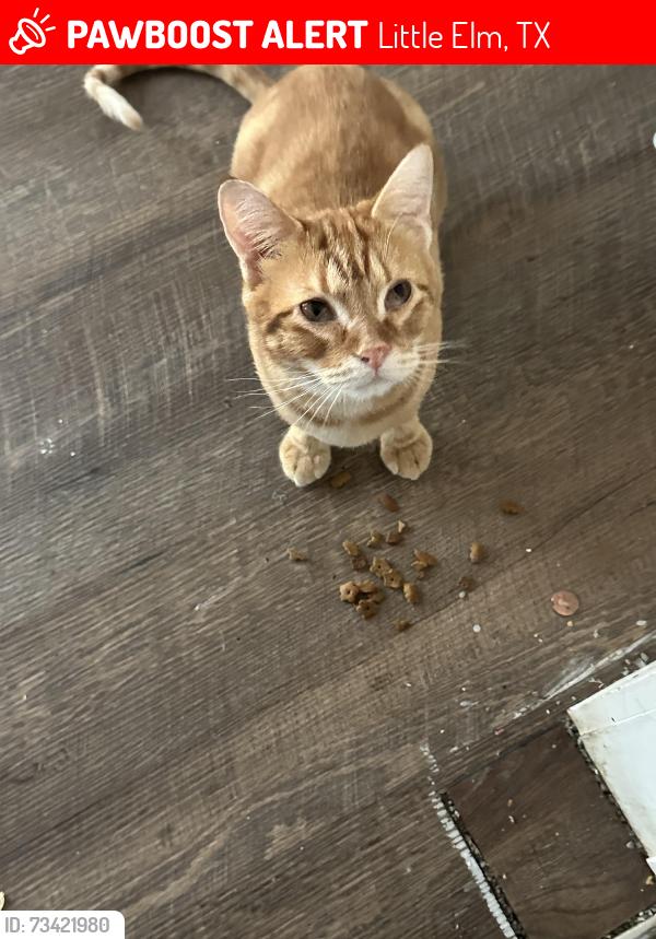 Lost Male Cat last seen Preston on the lake, Little Elm, TX 75068