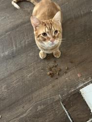 Lost Male Cat last seen Preston on the lake, Little Elm, TX 75068