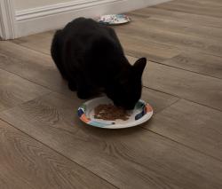 Reunited Male Cat last seen Verde vista and Bucklin Pl, Thousand Oaks, CA 91360