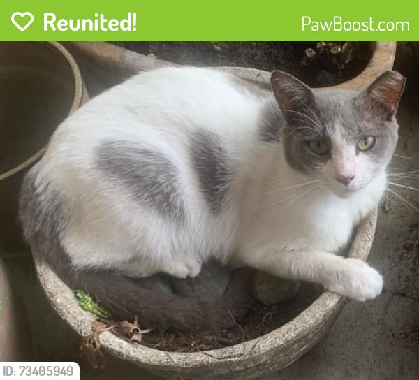 Reunited Female Cat last seen 16th St NW 13th Court, Miami, FL 33125