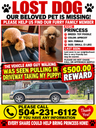 Lost Female Dog last seen Livingston, Chalmette, LA 70043
