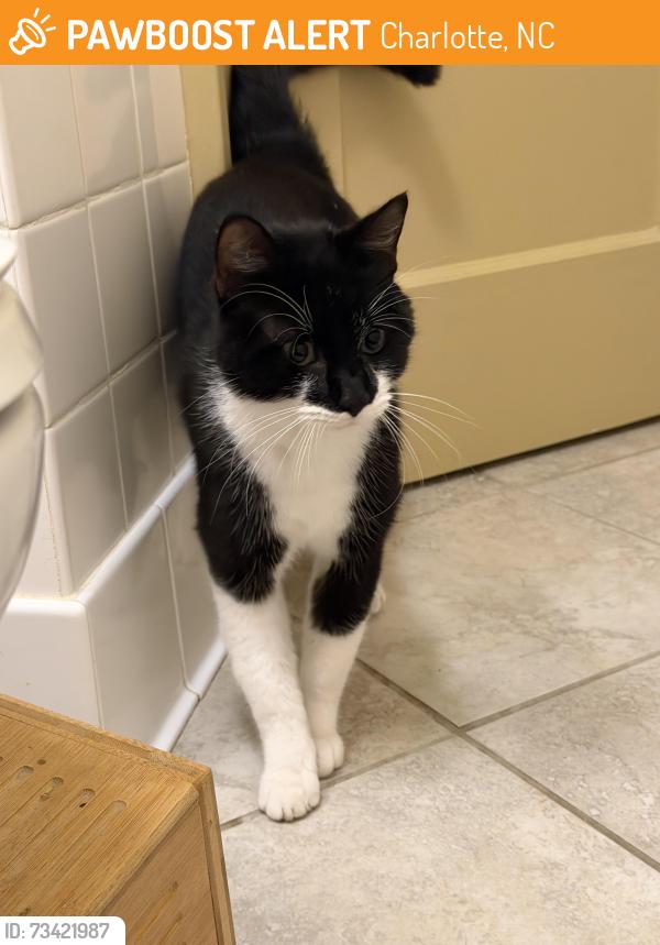 Found/Stray Male Cat last seen Hawthornes pizza, Charlotte, NC 28204