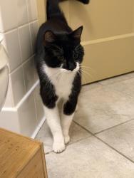 Found/Stray Male Cat last seen Hawthornes pizza, Charlotte, NC 28204