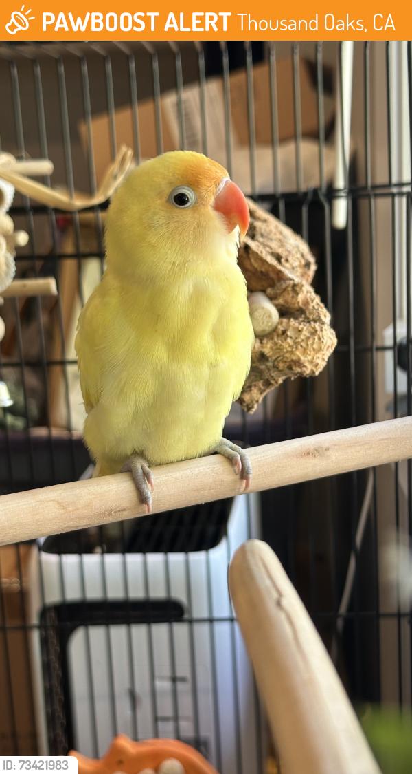 Found/Stray Unknown Bird last seen Avenida de las Plantas, Thousand Oaks, CA 91360