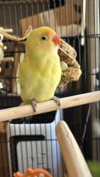 Found/Stray Unknown Bird last seen Avenida de las Plantas, Thousand Oaks, CA 91360