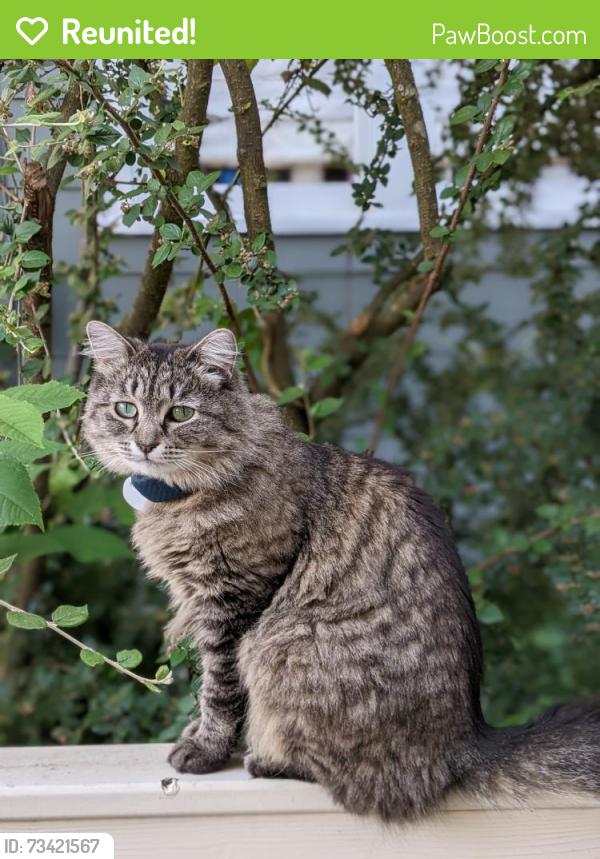 Reunited Female Cat last seen N 8th Street and Adams St, Tacoma, WA 98406