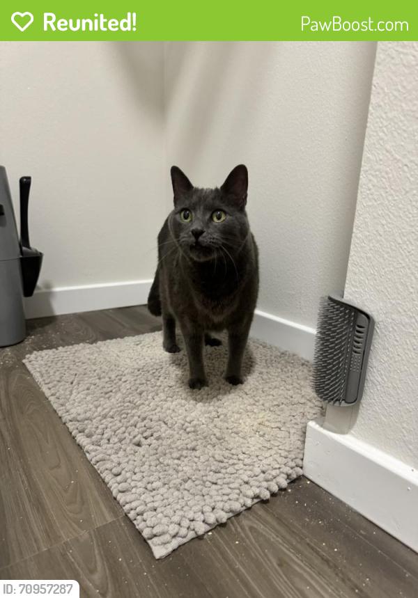 Reunited Unknown Cat last seen Alta Horizon West Apts, Winter Garden, FL 34787