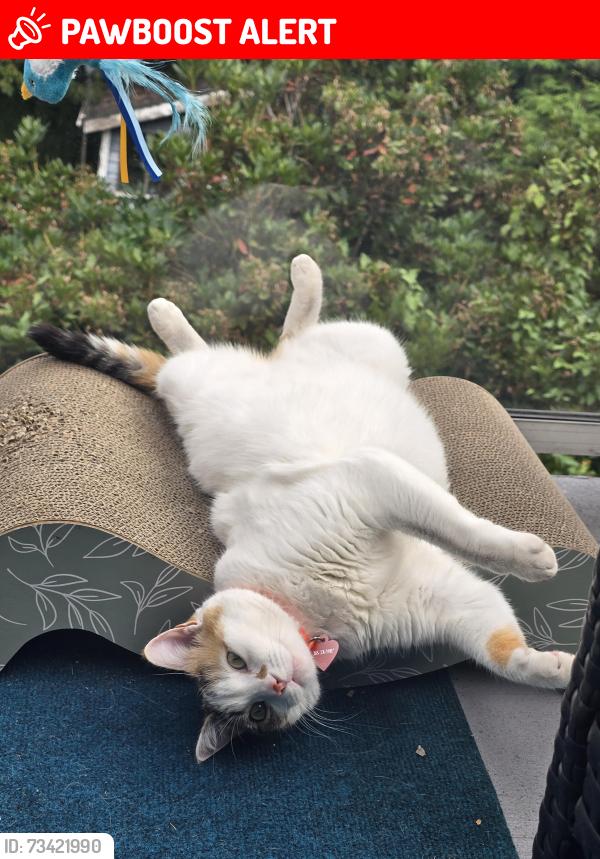 Lost Female Cat last seen Eastern Drive & Anita st, Port Coquitlam, BC V3C 2S9