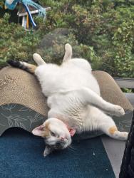 Lost Female Cat last seen Eastern Drive & Anita st, Port Coquitlam, BC V3C 2S9