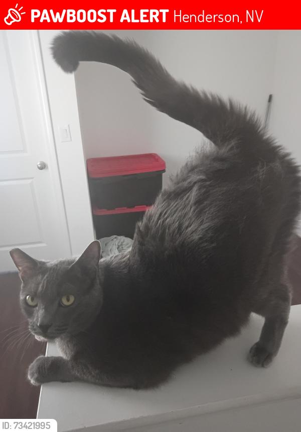 Lost Male Cat last seen Near Towneplace Marriott, Henderson, NV 89012
