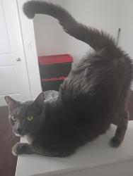 Lost Male Cat last seen Near Towneplace Marriott, Henderson, NV 89012