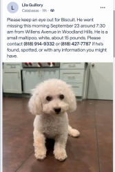 Lost Male Dog last seen Mulholland, Los Angeles, CA 91364