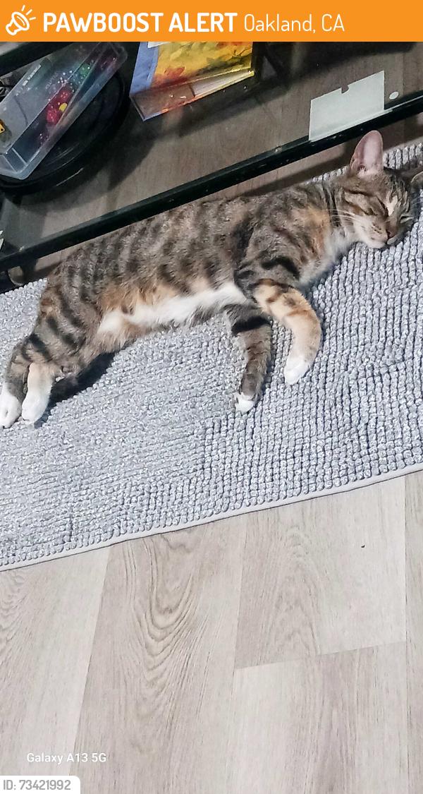 Found/Stray Female Cat last seen 35th and lyon, Oakland, CA 94601