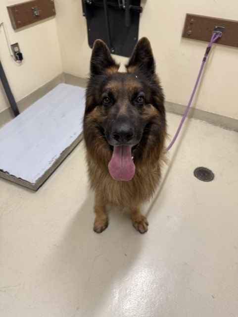 Shelter Stray Male Dog last seen Near BLOCK MOWRY AVE, 1950 Stevenson Blvd, Fremont, CA 94538, USA
