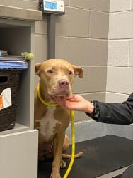 Shelter Stray Female Dog last seen Near, 5001 E Raymond St, Indianapolis, IN 46203, USA