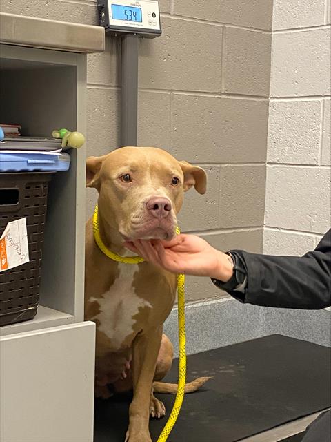 Shelter Stray Female Dog last seen Near, 5001 E Raymond St, Indianapolis, IN 46203, USA