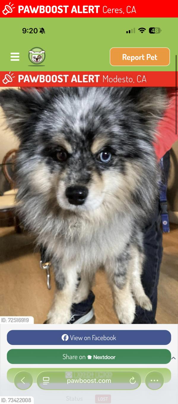 Lost Male Dog last seen Ceres/modesto, Ceres, CA 95307