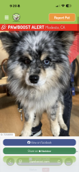 Lost Male Dog last seen Ceres/modesto, Ceres, CA 95307