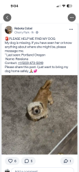 Lost Unknown Dog last seen Near se 96th Ave, Portland, or 97216, Portland, OR 97216