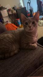 Lost Female Cat last seen Wildwood apt., Temple, TX 76504