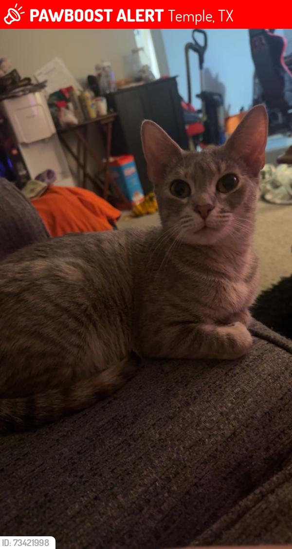 Lost Female Cat last seen Wildwood apt., Temple, TX 76504