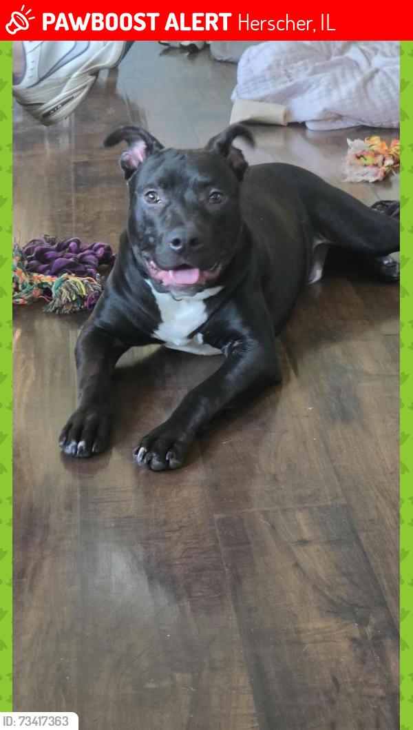 Lost Male Dog last seen Kankakee County, Herscher, IL 60941