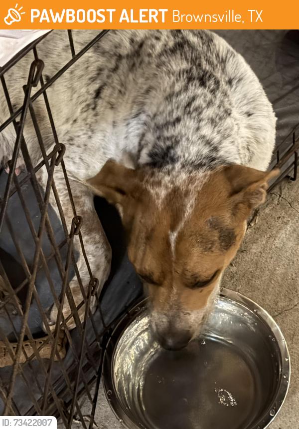 Found/Stray Female Dog last seen Autozone, Brownsville, TX 78526