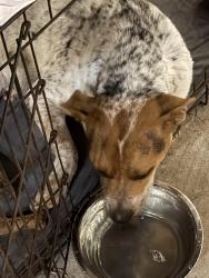 Found/Stray Female Dog last seen Autozone, Brownsville, TX 78526