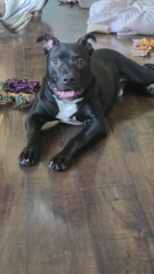 Lost Male Dog last seen Kankakee County, Herscher, IL 60941