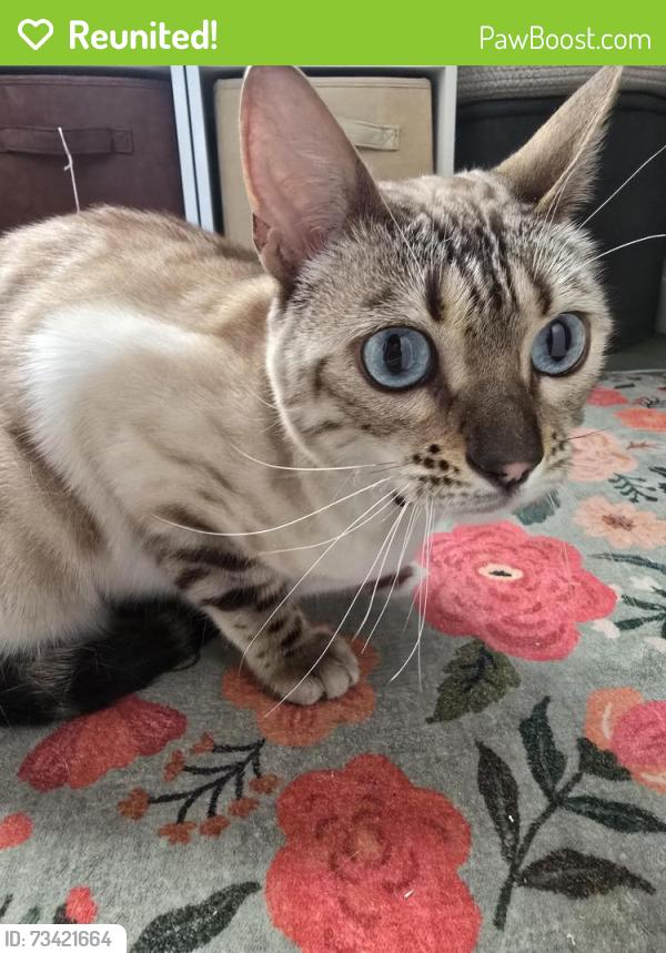 Reunited Unknown Cat last seen 40th & Webster, Oakland, CA 94612