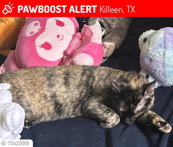 Lost Female Cat last seen conder park, Killeen, TX 76541