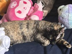 Lost Female Cat last seen conder park, Killeen, TX 76541