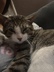 Lost Male Cat last seen Sheridan rd, Kenosha, WI 53143
