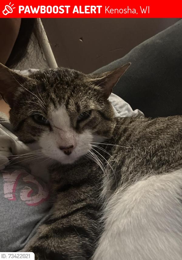 Lost Male Cat last seen Sheridan rd, Kenosha, WI 53143