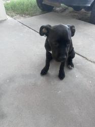 Found/Stray Female Dog last seen Locust and Anderson dr, Las Cruces, NM 88001