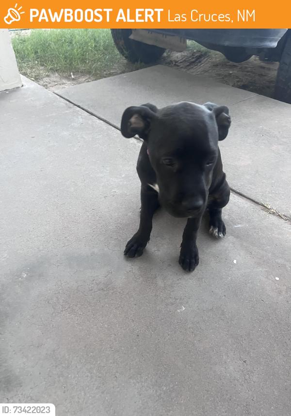 Found/Stray Female Dog last seen Locust and Anderson dr, Las Cruces, NM 88001