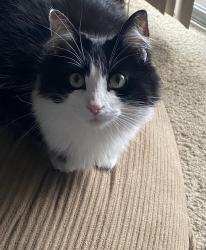 Lost Female Cat last seen Cedar ave, Chula Vista, CA 91910
