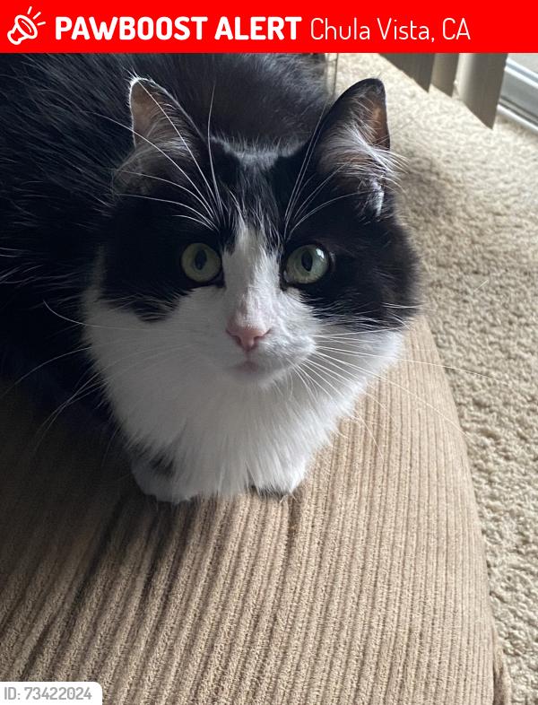 Lost Female Cat last seen Cedar ave, Chula Vista, CA 91910