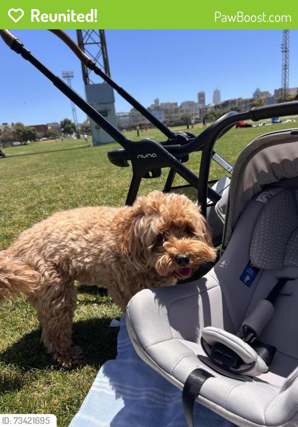 Reunited Female Dog last seen Near Webster St, San Francisco, CA 94123, USA, San Francisco, CA 94123
