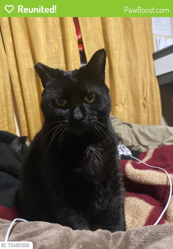 Reunited Female Cat last seen Lincoln and Holister, Carmichael, CA 95608