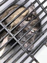 Shelter Stray Male Dog last seen Near society circle sw, Atlanta, GA, 1251 Fulton Industrial Blvd NW, Atlanta, GA 30336, USA