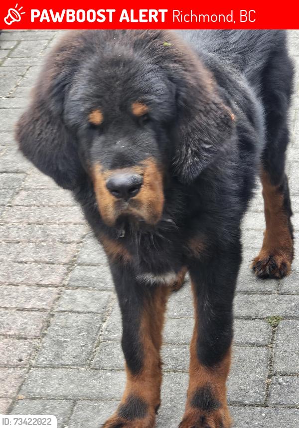 Lost Male Dog last seen Blundell n clifton, Richmond, BC 