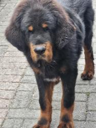 Lost Male Dog last seen Blundell n clifton, Richmond, BC 